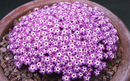 Dionysia bryoides