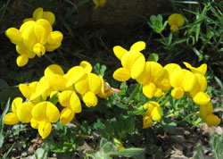 Genista_tinctoria